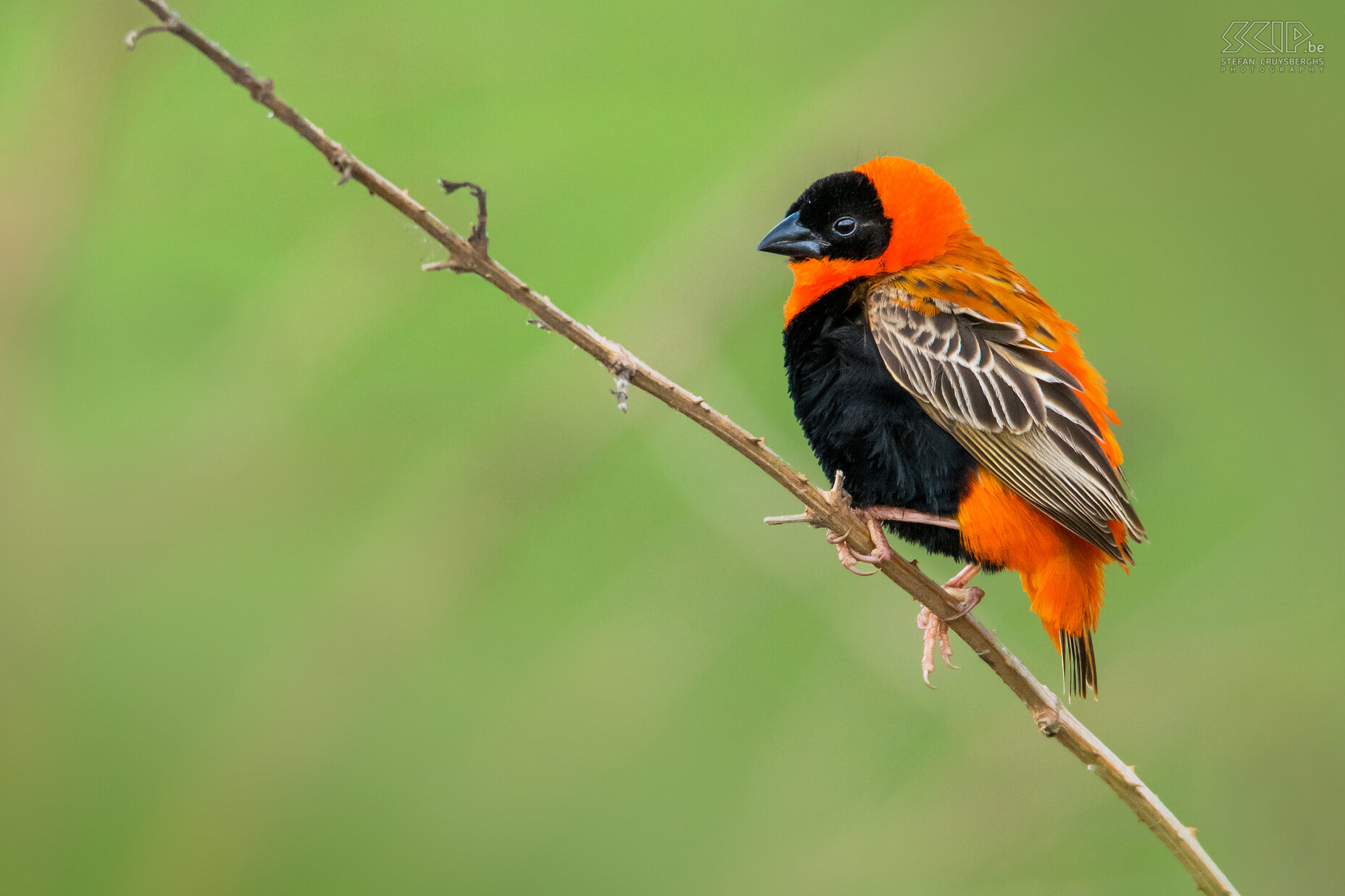 Lake Awassa - Northern red bishop Northern red bishop or orange bishop (Euplectes franciscanus) Stefan Cruysberghs